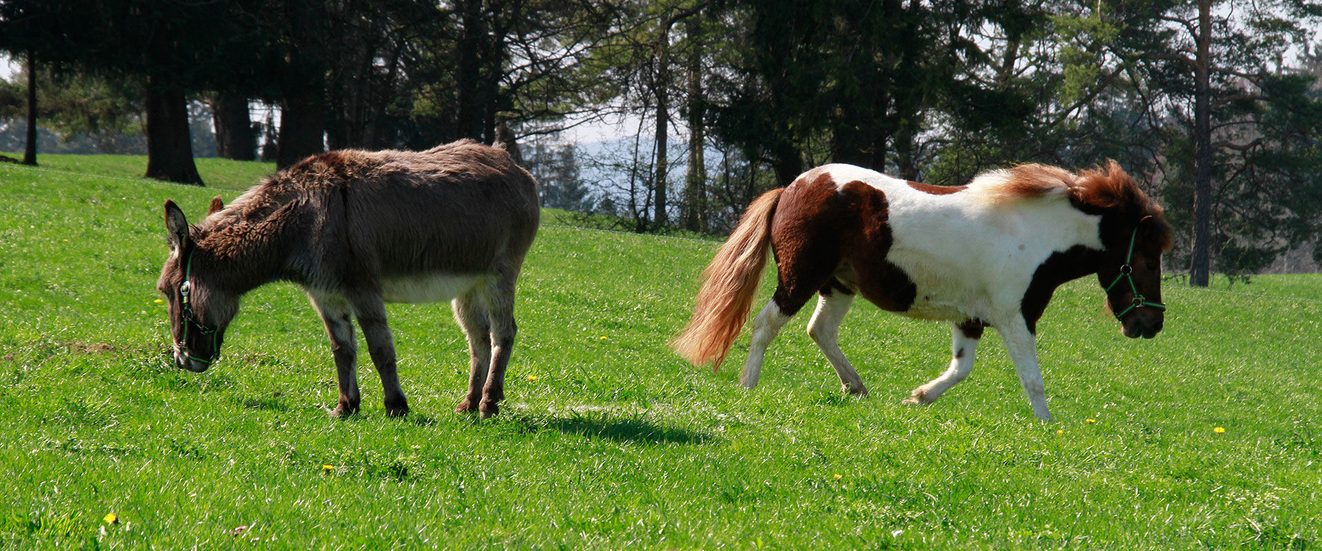Pony und Esel